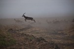 Land Rush: Ethiopia
